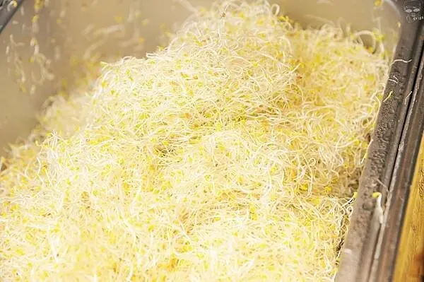 彰化輕食推薦，員濃豆漿 苜蓿芽卷，健康早餐的選擇，非基改黃豆