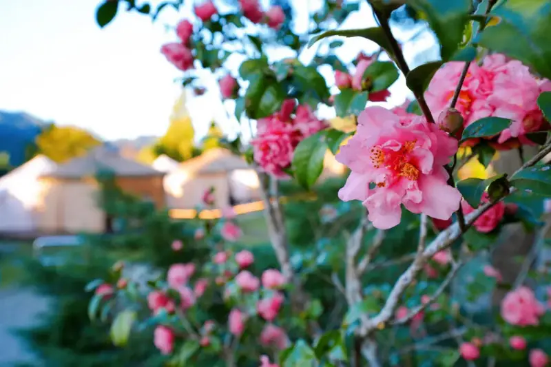 苗栗親子露營「一畝稻田露營區 」，免費搗麻糬、DIY棉花糖，