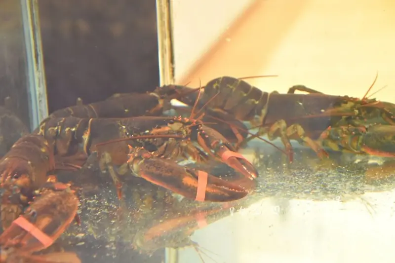 明水然。樂 宜蘭礁溪店｜宜蘭美食必探高CP值無菜單鐵板燒，人