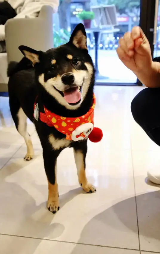 土城新開寵物友善咖啡廳，咖喀咖啡主打手作蛋糕甜點的咖啡廳，千