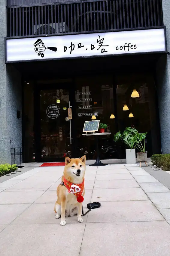 土城新開寵物友善咖啡廳，咖喀咖啡主打手作蛋糕甜點的咖啡廳，千