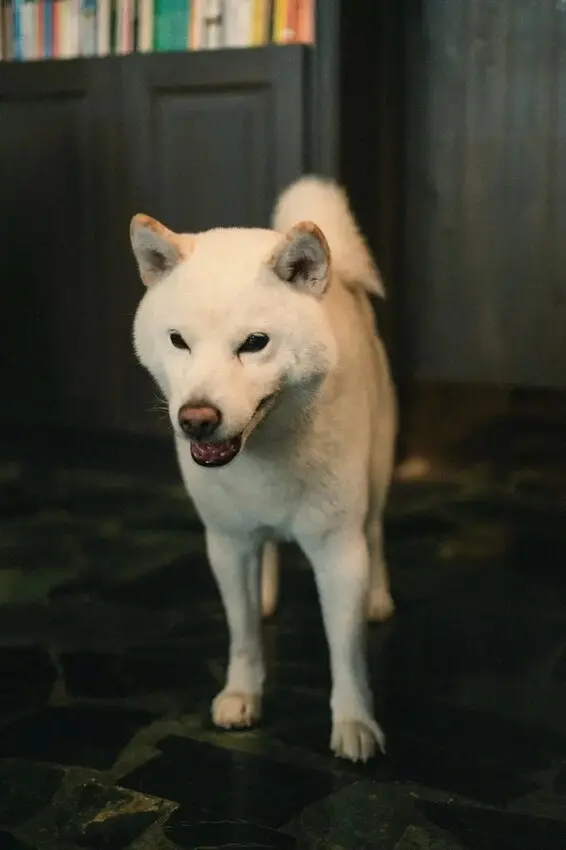 【高雄 苓雅】14克咖啡 直火焙煎 自家烘焙咖啡 重機友善咖