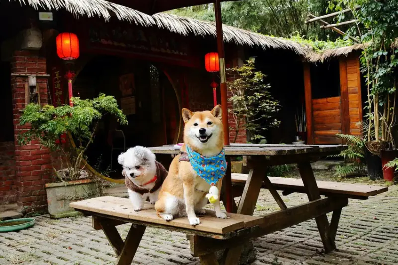 游家肥貓，大溪友善寵物老宅茶餐廳，提供港式私房料理，老闆本身