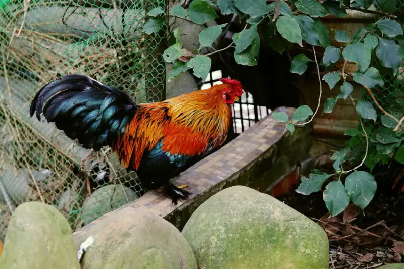 游家肥貓，大溪友善寵物老宅茶餐廳，提供港式私房料理，老闆本身