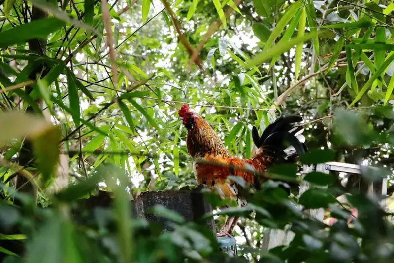 游家肥貓，大溪友善寵物老宅茶餐廳，提供港式私房料理，老闆本身