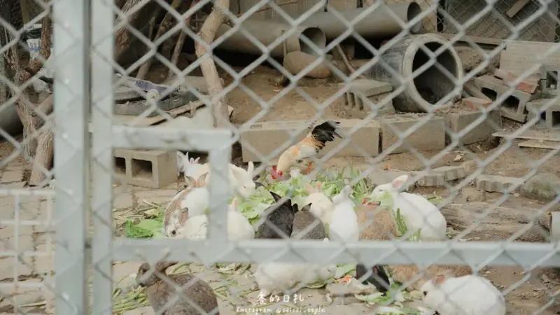 貝拉義大利冰淇淋｜南投一日遊｜近文心園及中興新村的道地義大利