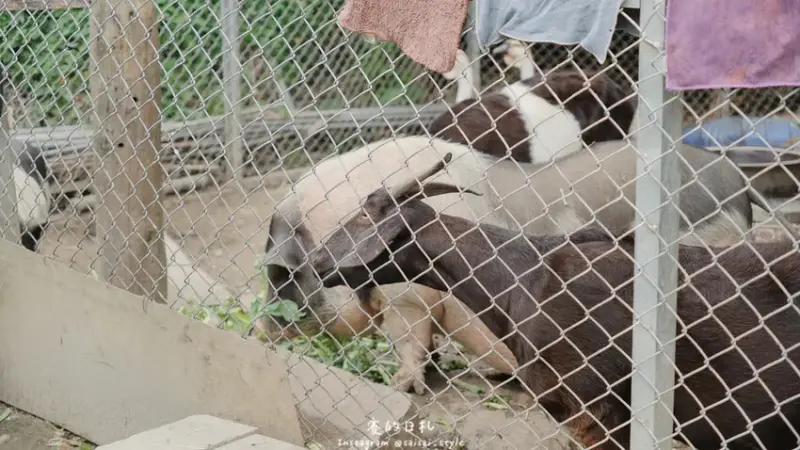 貝拉義大利冰淇淋｜南投一日遊｜近文心園及中興新村的道地義大利