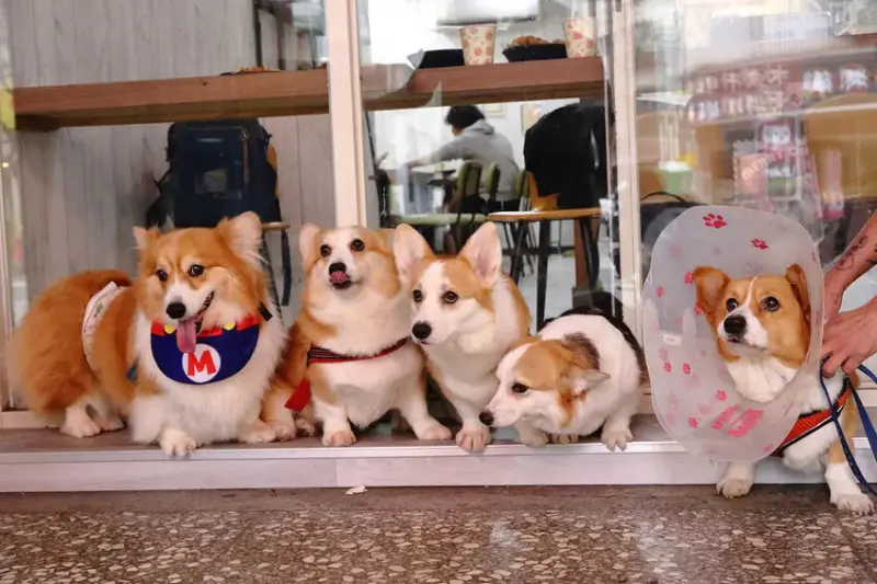 早安好食光x嘟比飯麵館，新店終於有很好吃的早午餐了！超強炒泡