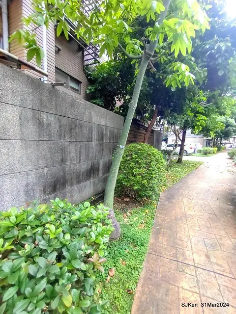 「玉虫畫室 tama.atelier｣(Coffee shop, liberary and painting studio three in one complex houe)， Nangang, Taipei, Mar 31, 2024, SJKen.