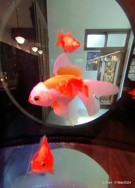 「玉虫畫室 tama.atelier｣(Coffee shop, liberary and painting studio three in one complex houe)， Nangang, Taipei, Mar 31, 2024, SJKen.