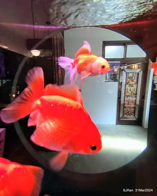 「玉虫畫室 tama.atelier｣(Coffee shop, liberary and painting studio three in one complex houe)， Nangang, Taipei, Mar 31, 2024, SJKen.