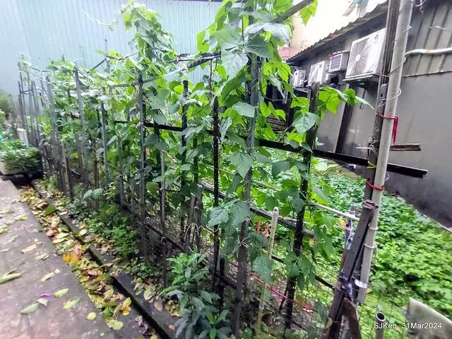 「玉虫畫室 tama.atelier｣(Coffee shop, liberary and painting studio three in one complex houe)， Nangang, Taipei, Mar 31, 2024, SJKen.