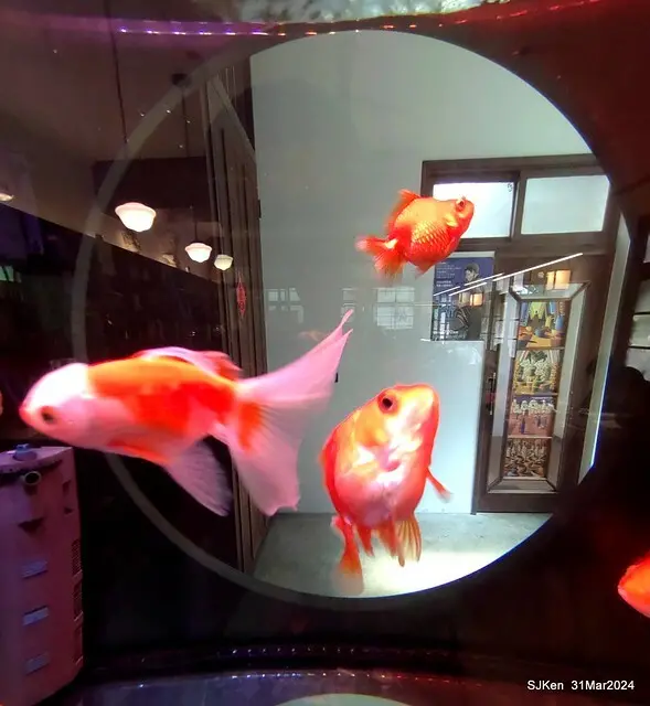 「玉虫畫室 tama.atelier｣(Coffee shop, liberary and painting studio three in one complex houe)， Nangang, Taipei, Mar 31, 2024, SJKen.