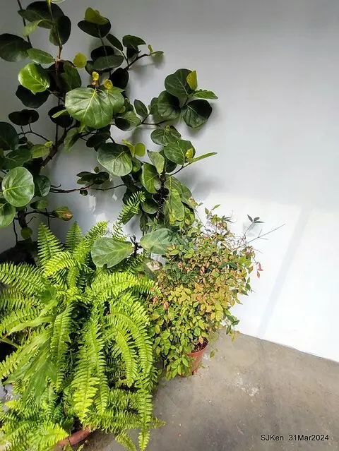 「玉虫畫室 tama.atelier｣(Coffee shop, liberary and painting studio three in one complex houe)， Nangang, Taipei, Mar 31, 2024, SJKen.