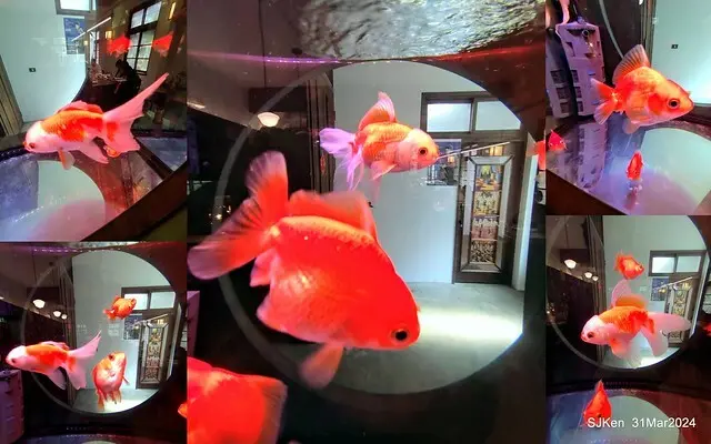 「玉虫畫室 tama.atelier｣(Coffee shop, liberary and painting studio three in one complex houe)， Nangang, Taipei, Mar 31, 2024, SJKen.