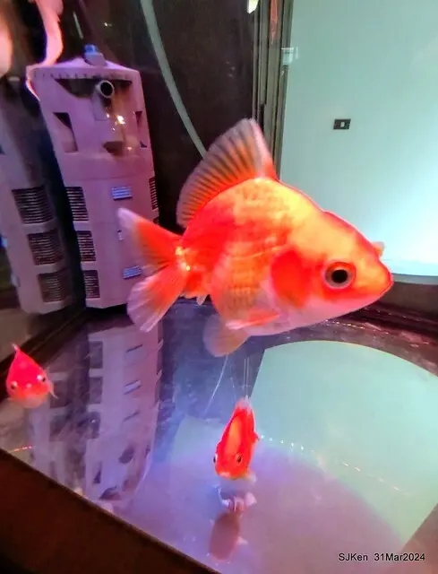 「玉虫畫室 tama.atelier｣(Coffee shop, liberary and painting studio three in one complex houe)， Nangang, Taipei, Mar 31, 2024, SJKen.