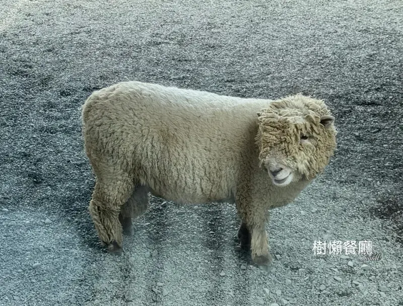 ★張美阿嬤農場2.0★結合親子農場與網美餐廳【樹懶餐廳】，用