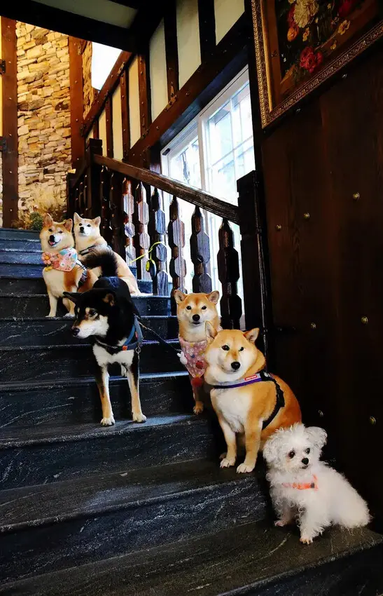 霍爾的移動城堡在埔里，藍色城堡X茱諾法式甜點，埔里超人氣甜點