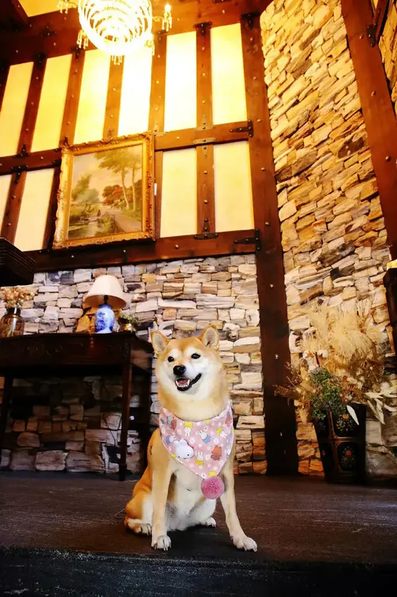 霍爾的移動城堡在埔里，藍色城堡X茱諾法式甜點，埔里超人氣甜點