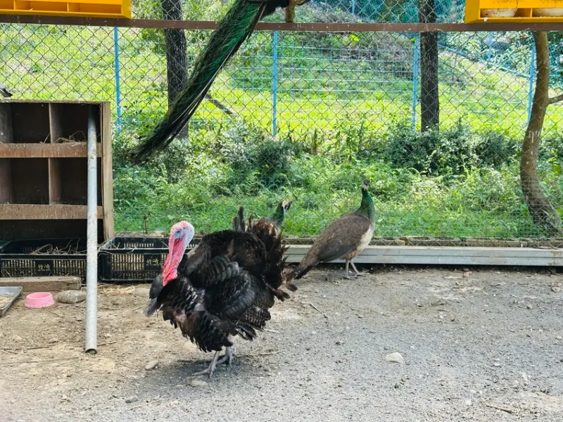 【築夢森居】嘉義親子旅行必訪！野奢豪華露營車開箱，超多元體驗