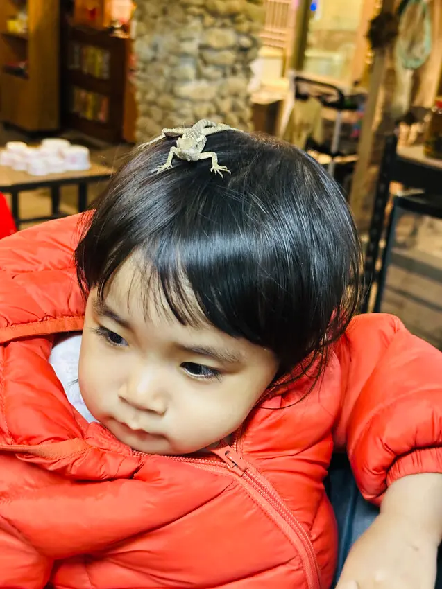 【築夢森居】嘉義親子旅行必訪！野奢豪華露營車開箱，超多元體驗