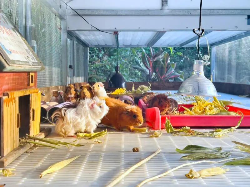 【築夢森居】嘉義親子旅行必訪！野奢豪華露營車開箱，超多元體驗