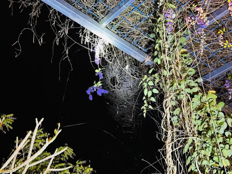 【築夢森居】嘉義親子旅行必訪！野奢豪華露營車開箱，超多元體驗