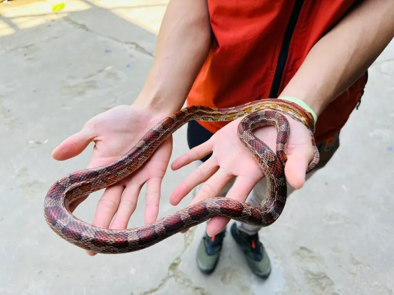 【築夢森居】嘉義親子旅行必訪！野奢豪華露營車開箱，超多元體驗