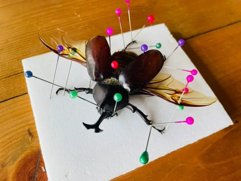 【築夢森居】嘉義親子旅行必訪！野奢豪華露營車開箱，超多元體驗