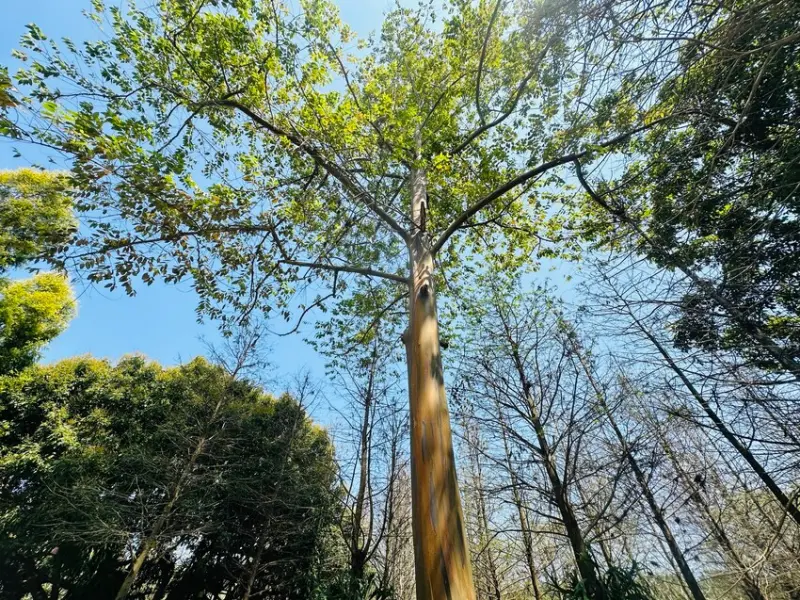 【築夢森居】嘉義親子旅行必訪！野奢豪華露營車開箱，超多元體驗