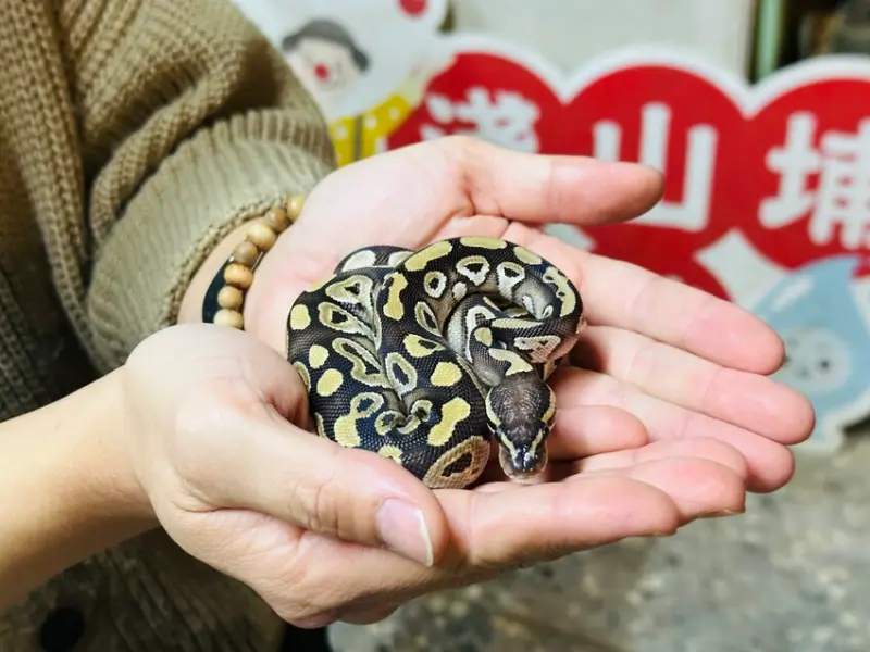 【築夢森居】嘉義親子旅行必訪！野奢豪華露營車開箱，超多元體驗