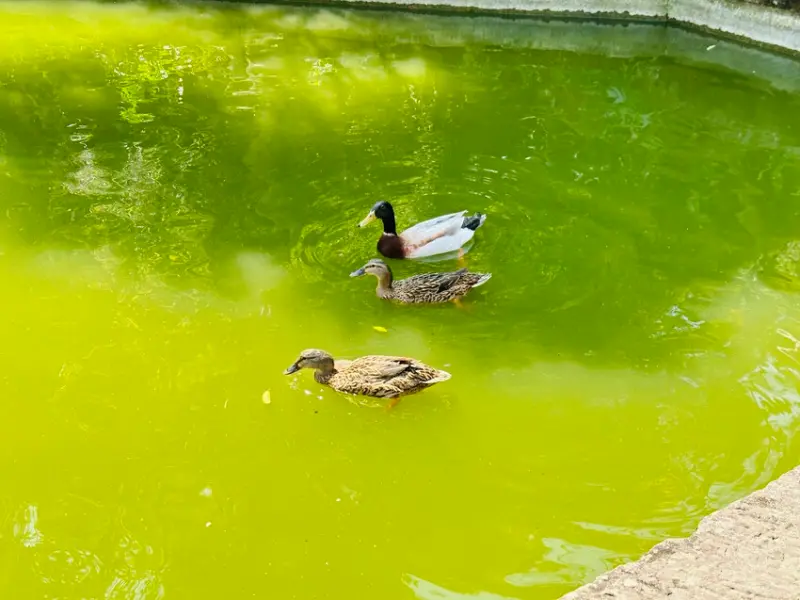 【築夢森居】嘉義親子旅行必訪！野奢豪華露營車開箱，超多元體驗