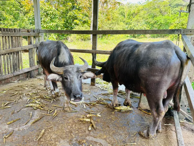 【築夢森居】嘉義親子旅行必訪！野奢豪華露營車開箱，超多元體驗