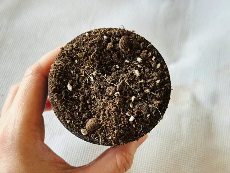 【築夢森居】嘉義親子旅行必訪！野奢豪華露營車開箱，超多元體驗