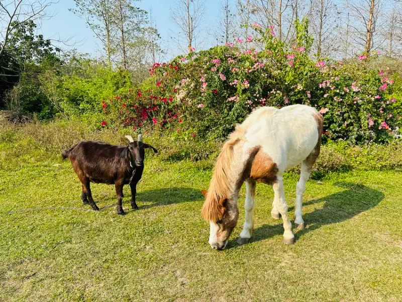 【築夢森居】嘉義親子旅行必訪！野奢豪華露營車開箱，超多元體驗
