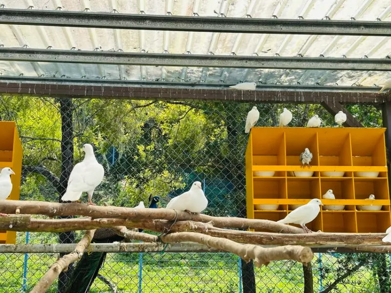 【築夢森居】嘉義親子旅行必訪！野奢豪華露營車開箱，超多元體驗