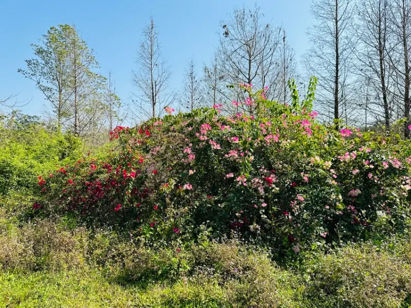 【築夢森居】嘉義親子旅行必訪！野奢豪華露營車開箱，超多元體驗