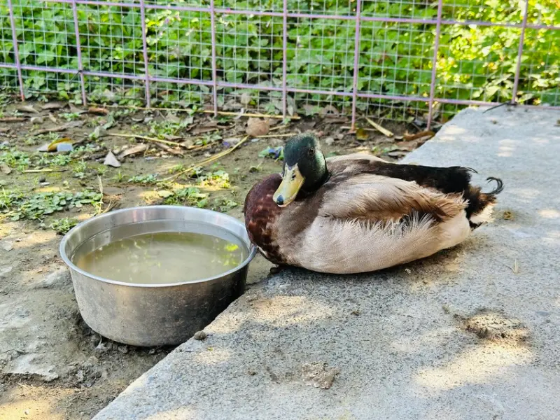【築夢森居】嘉義親子旅行必訪！野奢豪華露營車開箱，超多元體驗