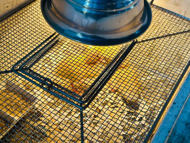 【築夢森居】嘉義親子旅行必訪！野奢豪華露營車開箱，超多元體驗