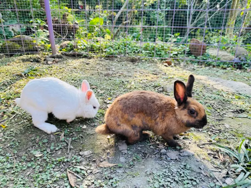 【築夢森居】嘉義親子旅行必訪！野奢豪華露營車開箱，超多元體驗