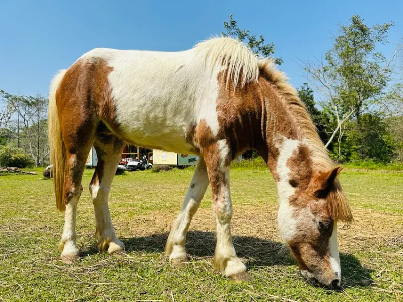 【築夢森居】嘉義親子旅行必訪！野奢豪華露營車開箱，超多元體驗