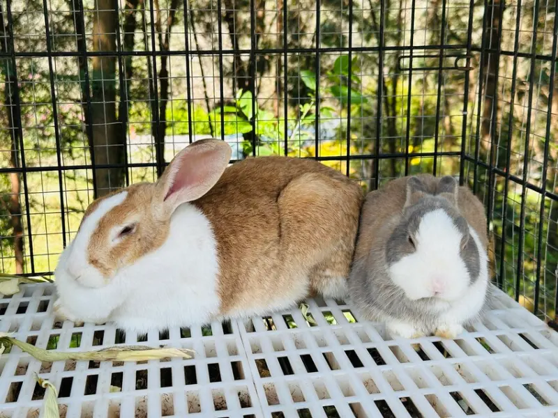 【築夢森居】嘉義親子旅行必訪！野奢豪華露營車開箱，超多元體驗