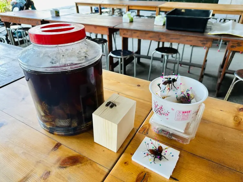 【築夢森居】嘉義親子旅行必訪！野奢豪華露營車開箱，超多元體驗