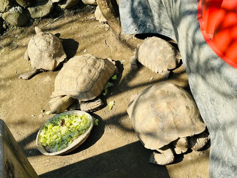【築夢森居】嘉義親子旅行必訪！野奢豪華露營車開箱，超多元體驗