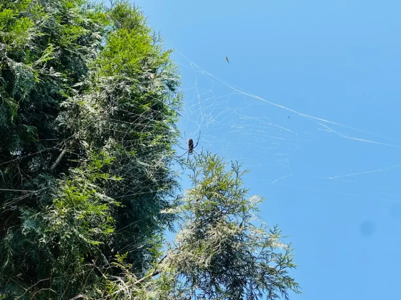 【築夢森居】嘉義親子旅行必訪！野奢豪華露營車開箱，超多元體驗