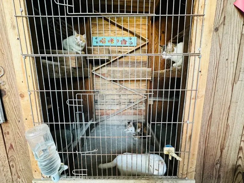 【築夢森居】嘉義親子旅行必訪！野奢豪華露營車開箱，超多元體驗