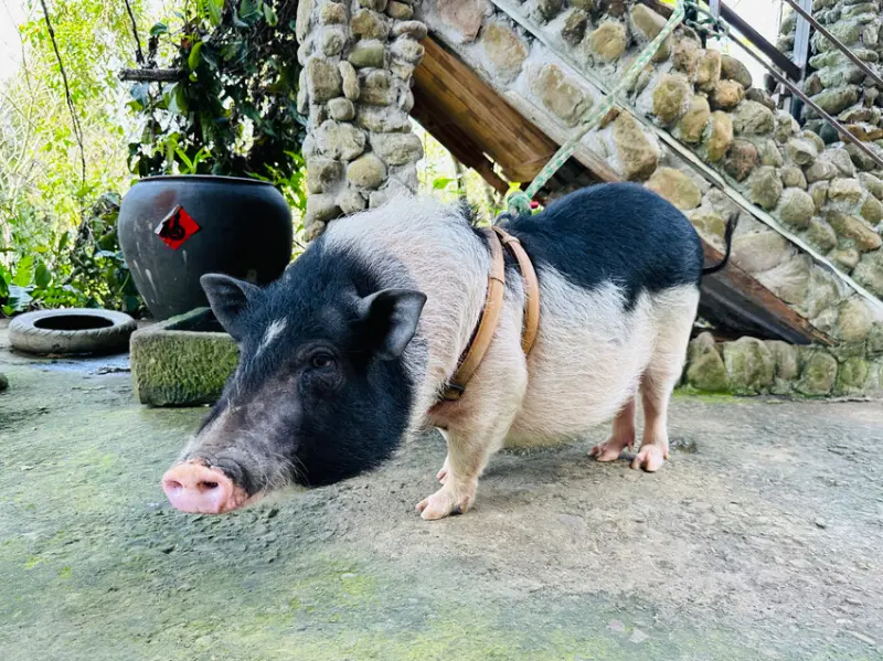 【築夢森居】嘉義親子旅行必訪！野奢豪華露營車開箱，超多元體驗
