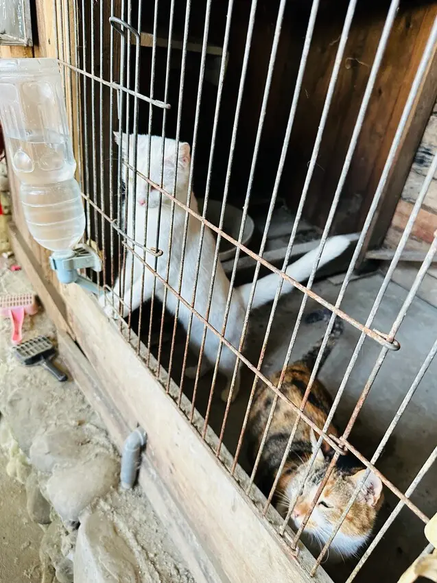 【築夢森居】嘉義親子旅行必訪！野奢豪華露營車開箱，超多元體驗