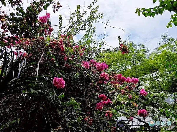 書店 咖啡 「凝流書店生活」    23.png