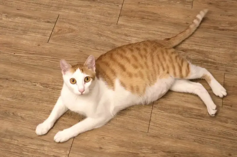 Hour Jungle Café台南中山館 (3).JPG